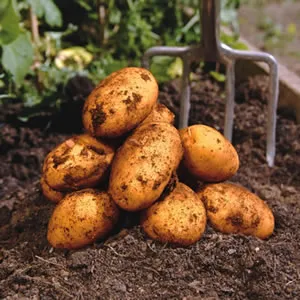 Certified Seed Potato Dutch Cream Certified Seed Potato Dutch Cream