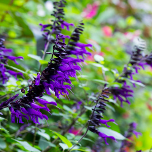 Salvia Black Knight Salvia Black Knight