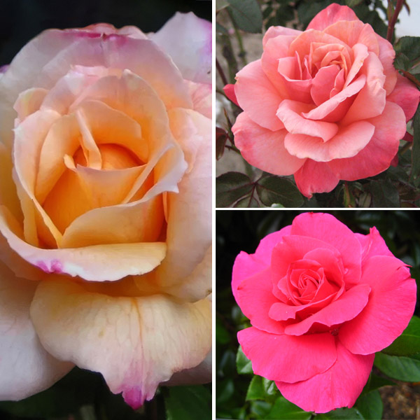 Thornless Rose Collection 1 – 3 Roses