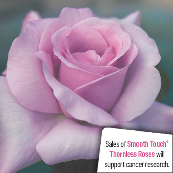 Thornless Rose Smooth Silver Moon Thornless Rose Smooth Silver Moon