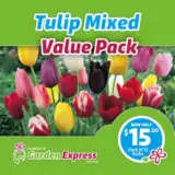 Tulip Value Pack Vptulmxd - Garden Express Australia