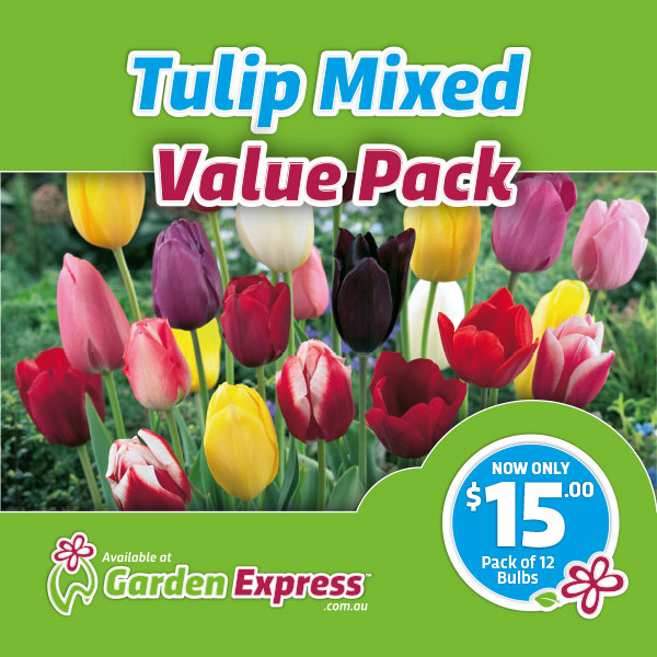 Flower Fest Value Pack – Tulip Mixed Flower Fest Value Pack – Tulip Mixed