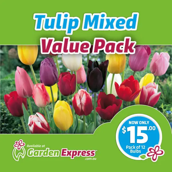 Flower Fest Value Pack – Tulip Mixed