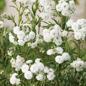 Achillea The Pearl Achillea The Pearl