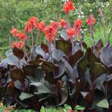 Canna Lily Tropicanna Black (pbr) Canna Lily Tropicanna Black (pbr)