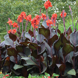 Canna Lily Tropicanna Black (pbr) Canna Lily Tropicanna Black (pbr)