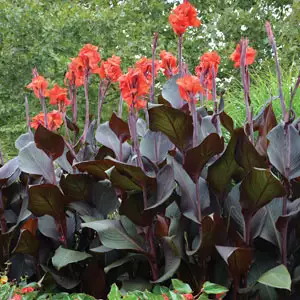 Canna Lily Tropicanna Black (pbr) Canna Lily Tropicanna Black (pbr)
