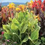 Canna Tropicanna Gold Pkclitgo - Garden Express Australia