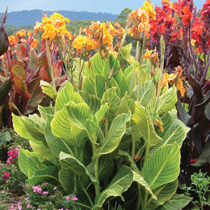 Canna Lily Tropicanna Gold (pbr) Canna Lily Tropicanna Gold (pbr)
