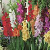 Gladioli Mixed 10pk Gladioli Mixed 10pk