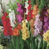 Gladioli Mixed 10pk Gladioli Mixed 10pk