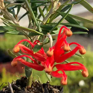 Grevillea Big Red Grevillea Big Red