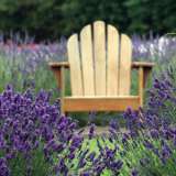 Lavender English 68mm Lavender English 68mm