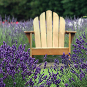 Lavender English 68mm Lavender English 68mm