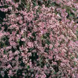 Paynes Thryptomene Paynes Thryptomene
