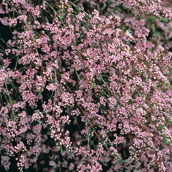Paynes Thryptomene Paynes Thryptomene
