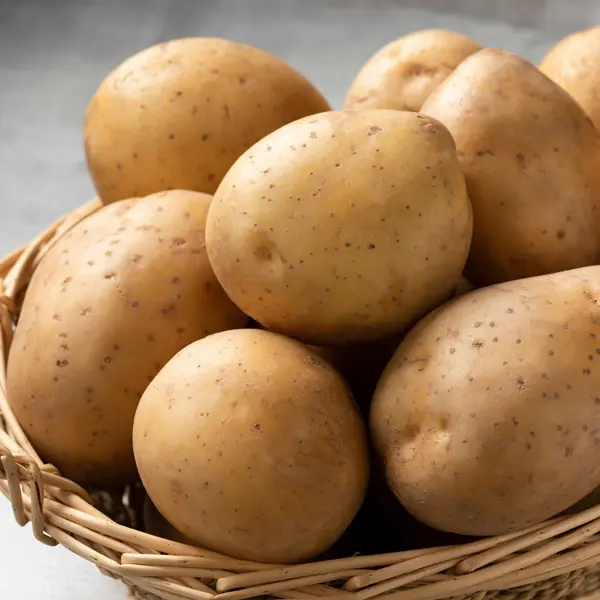 Certified Seed Potato Nicola Certified Seed Potato Nicola