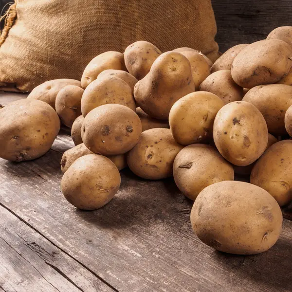 Certified Seed Potato Sebago Certified Seed Potato Sebago