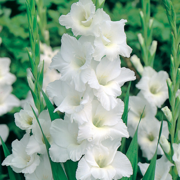Gladioli Amsterdam Gladioli Amsterdam