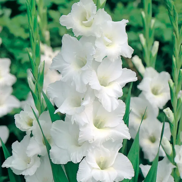Gladioli Amsterdam Gladioli Amsterdam