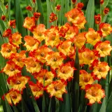 Gladioli Princess Magaret Rose Pkglapmr - Garden Express Australia