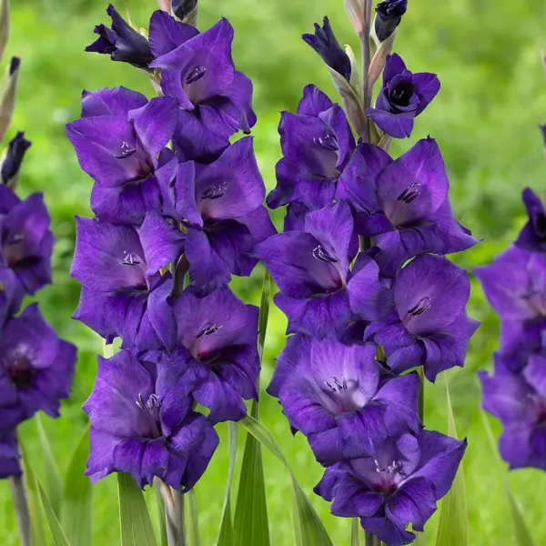 Gladioli Purple Flora Gladioli Purple Flora