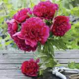 Peony Rose Madame Jos Odier Pkpromjo - Garden Express Australia