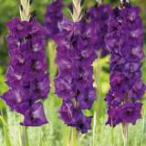 Gladioli Winter Collection 3