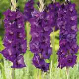 Gladioli Winter Collection 3 Gladioli Winter Collection 3