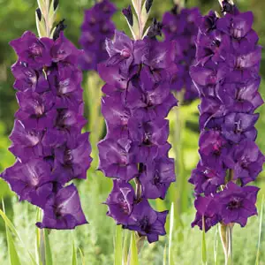 Gladioli Winter Collection 3 Gladioli Winter Collection 3