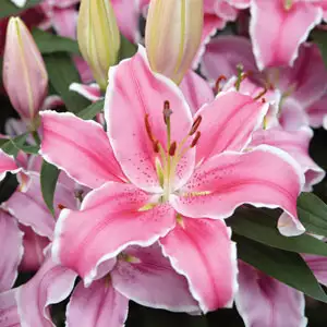 Lilium Marlon Lilium Marlon