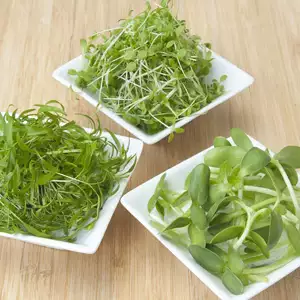 Microgreens Flavours Of France Microgreens Flavours Of France