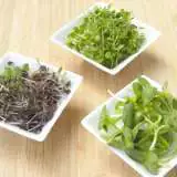 Microgreens Mediterranean Accseemme - Garden Express Australia