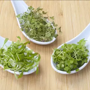 Microgreens Flavours Of Asia Microgreens Flavours Of Asia