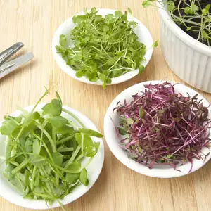 Microgreens Flavours Of Western Europe Microgreens Flavours Of Western Europe
