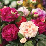 Peony Rose Mixed Pkpromxd - Garden Express Australia