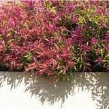 Agonis Flexuosa Nana Lpoagofna - Garden Express Australia