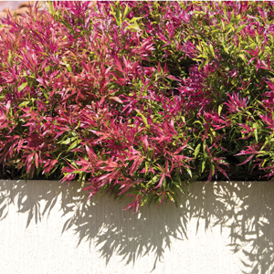 Hedging Pack – Agonis Flexuosa Hedging Pack – Agonis Flexuosa