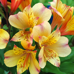 Princess Lily Collection 3- 3 Plants Princess Lily Collection 3- 3 Plants