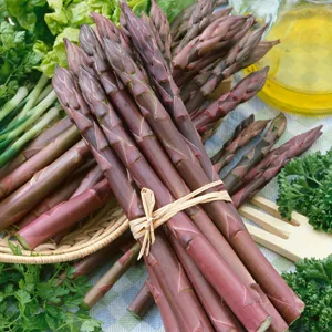 Asparagus Phantom Purple Asparagus Phantom Purple