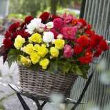 Tuberous Begonia Mixed