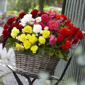Tuberous Begonia Mixed Tuberous Begonia Mixed
