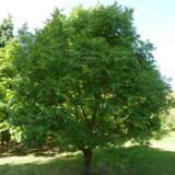Chinese Pistachio By Magnus Manske Via Wikicommons - Garden Express Australia