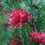 Grevillea Scarlet Sprite - Garden Express Australia
