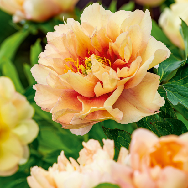 Itoh Peony Canary Brilliants Itoh Peony Canary Brilliants