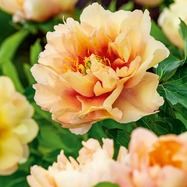 Itoh Peony Canary Brilliants Itoh Peony Canary Brilliants
