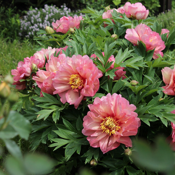 Itoh Peony Hillary Itoh Peony Hillary