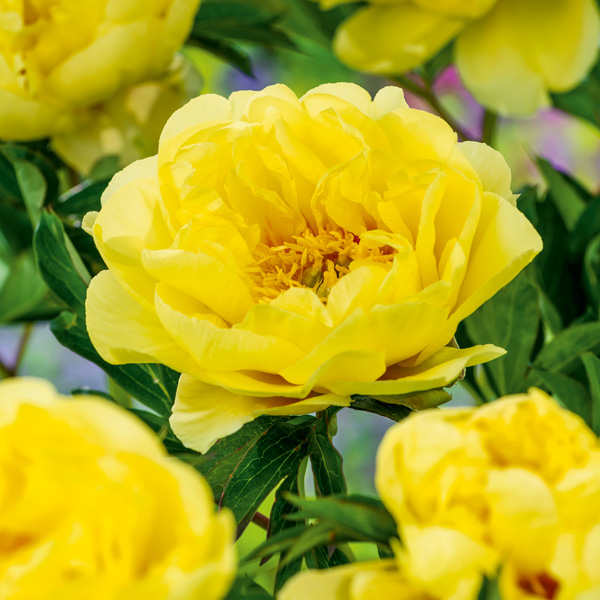 Itoh Peony Lemon Dream