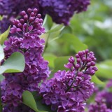 Lilac Congo 12 - Garden Express Australia