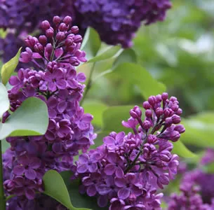 Lilac Congo Lilac Congo